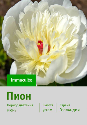���� Immaculée