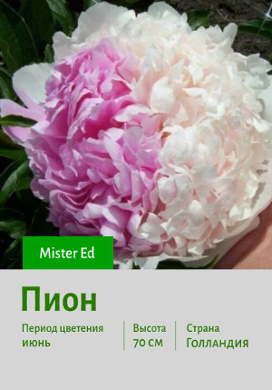 ���� Mister_Ed