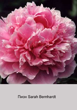 ���� Sarah Bernhardt