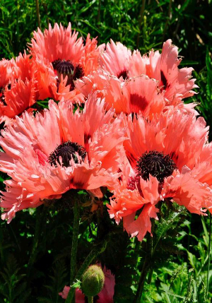 ��� Garden Glory