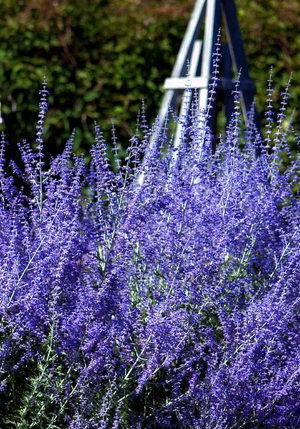 ��������� Atriplicifolia