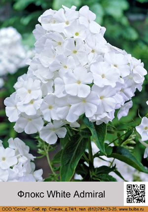 ����� White Admiral