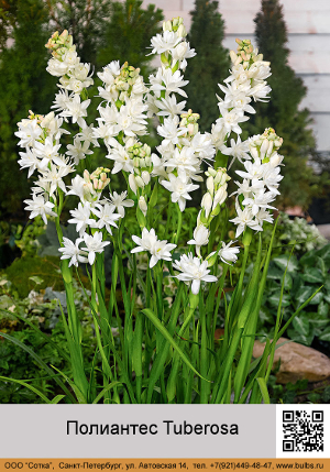 ��������� Tuberosa 