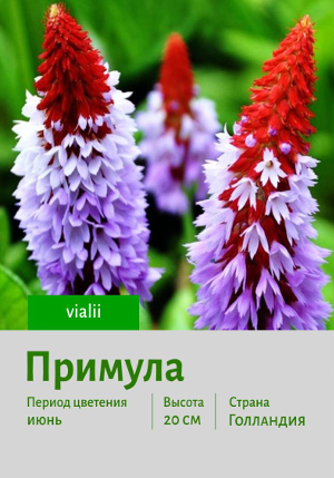 ������� vialii