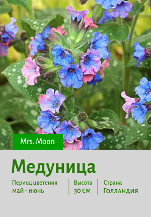 �������� Mrs._Moon 