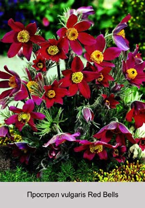 �������� vulgaris Red Bells