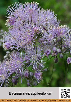 ����������� aquilegifolium